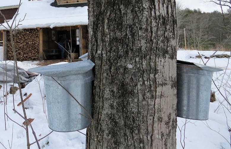 Maple sap buckets on a tree beside a New Hampshire sugar house